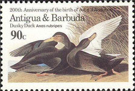 American Black Duck (Anas rubripes)