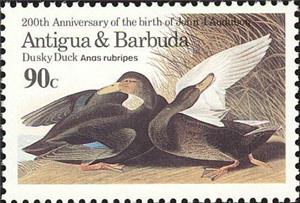 Stamp, American Black Duck (Anas rubripes), Antigua and Barbuda,  , Birds, Ducks, Animals (Fauna)