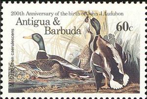 Stamp, Mallard (Anas platyrhynchos), Antigua and Barbuda,  , Birds, Ducks, Animals (Fauna)