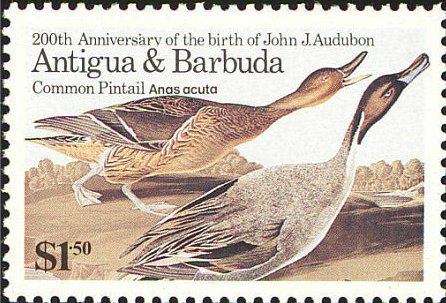 Northern Pintail (Anas acuta)