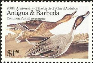 Stamp, Northern Pintail (Anas acuta), Antigua and Barbuda,  , Birds, Animals (Fauna)