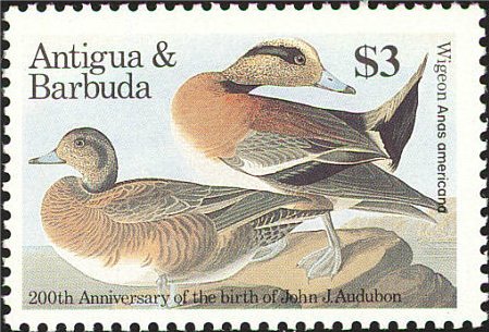 American Widgeon (Anas americana)
