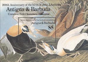 Souvenir Sheet, Eider Duck (Somateria mollissima), Antigua and Barbuda,  , Birds, Animals (Fauna)