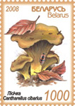 Edible mushrooms - Chanterelle