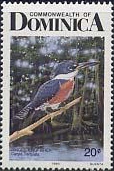 Ringed Kingfisher (Ceryle torquata)