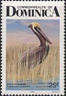 Brown Pelican (Pelecanus occidentalis)
