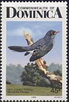 Red-legged Thrush (Turdus plumbeus)