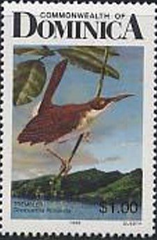 Brown Trembler (Cinclocerthia ruficauda)