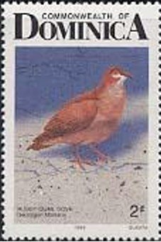 Ruddy Quail-Dove (Geotrygon montana)