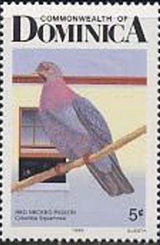 Scaly-naped Pigeon (Patagioenas squamosa) 