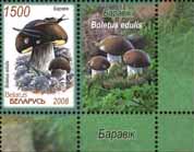 Edible mushrooms - Boletus+1 coupon