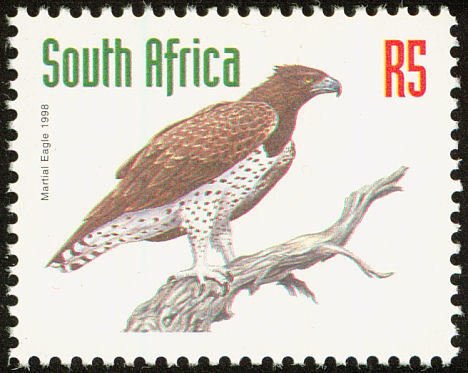 Martial Eagle (Polemaetus bellicosus)