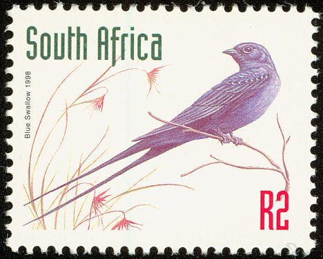 Blue Swallow (Hirundo atrocaerulea)