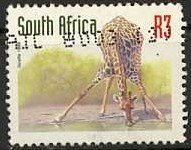 Giraffe (Giraffa camelopardalis)