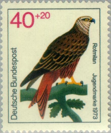 Red Kite (Milvus milvus)
