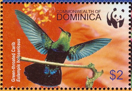Green-throated Carib (Sericotes holosericeus)