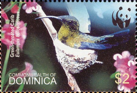 Green-throated Carib (Sericotes holosericeus)