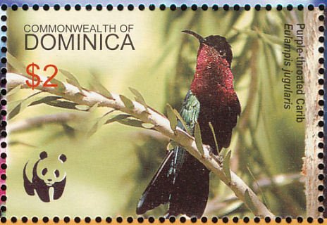 Purple-throated Carib (Eulampis jugularis)