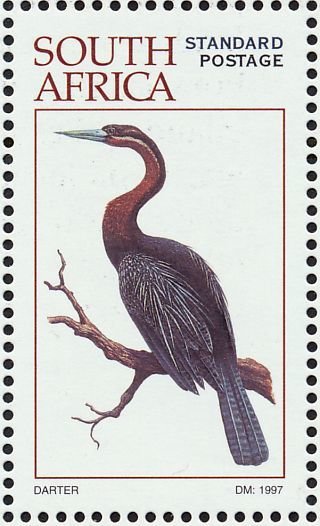 African Darter (Anhinga rufa)