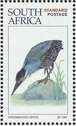 Striated Heron (Butorides striata)
