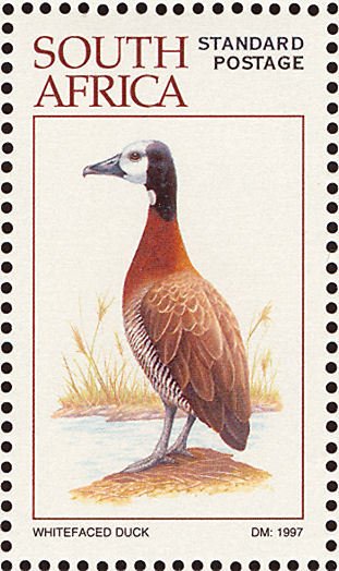 White-faced Whistling Duck (Dendrocygna viduata)