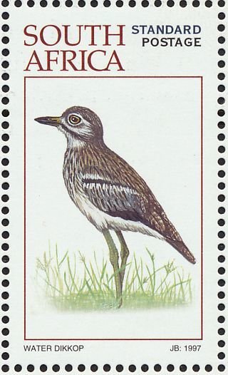 Water Thick-knee (Burhinus vermiculatus)