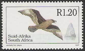 Great Skua (Stercorarius skua)