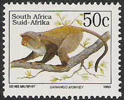 Diademed Monkey (Cercopithecus mitis)