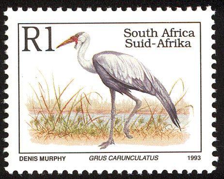 Wattled Crane (Grus carunculatus)