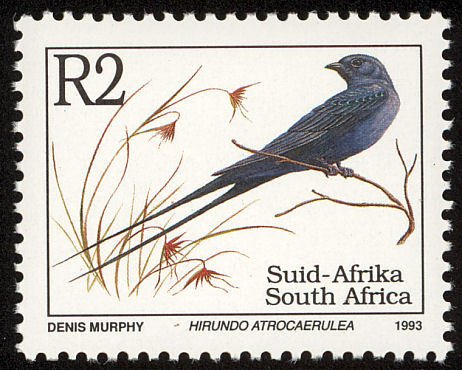 Blue Swallow (Hirundo atrocaerulea)
