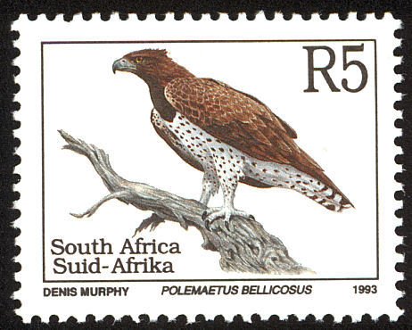 Martial Eagle (Polemaetus bellicosus)
