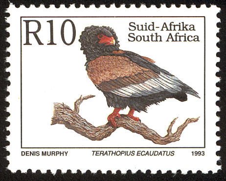 Bateleur Eagle (Terathopius ecaudatus)