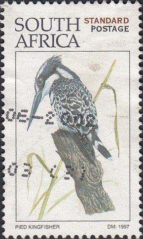 Stamp, Pied Kingfisher (Ceryle rudis), South Africa,  , Birds, Animals (Fauna), Kingfishers