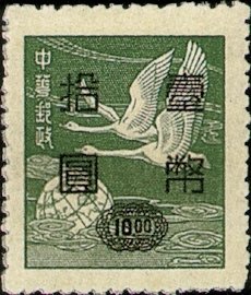 Swan Goose (Anser cygnoides)