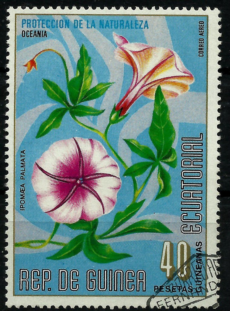 Ipomoea palmata