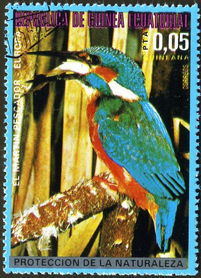 Common Kingfisher (Alcedo atthis)