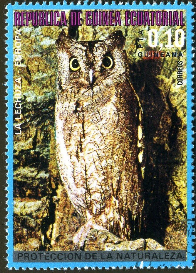 Common Scops Owl (Otus scops)