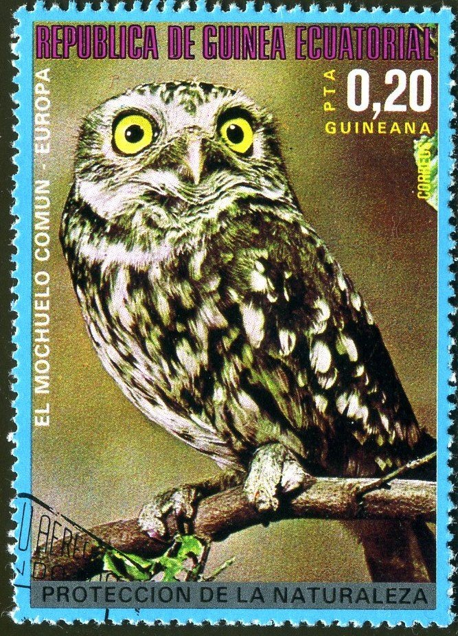 Little Owl (Athene noctua)