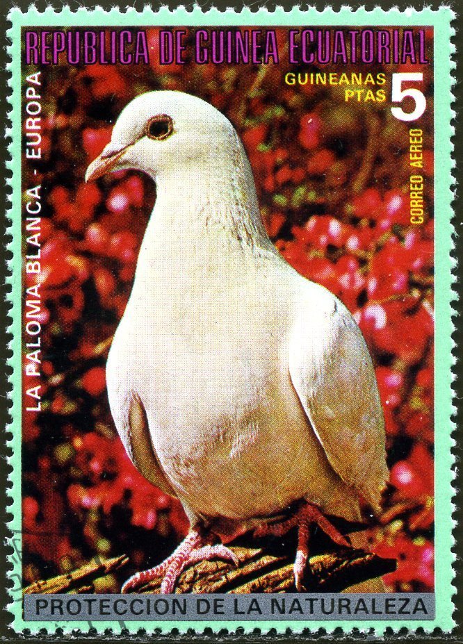 Rock Dove (Columba livia)