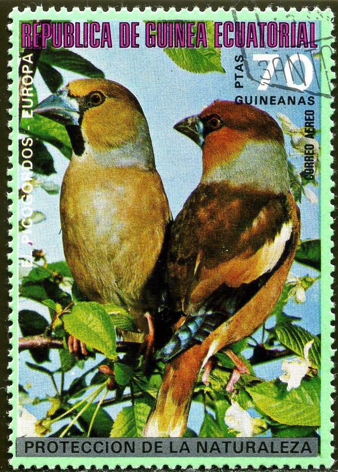 Hawfinch (Coccothraustes coccothraustes)