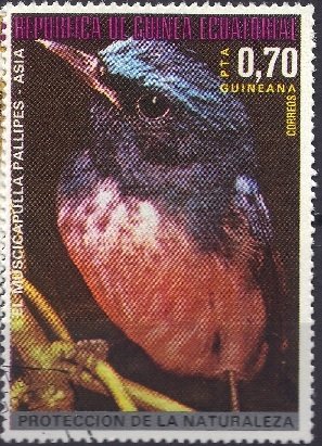 Stamp, Rufous-bellied Niltava (Niltava sundara), Equatorial Guinea,  , Birds, Animals (Fauna)