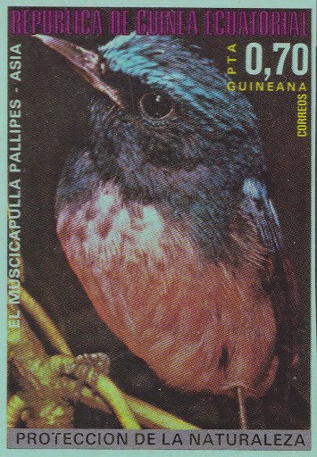 Rufous-bellied Niltava (Niltava sundara)