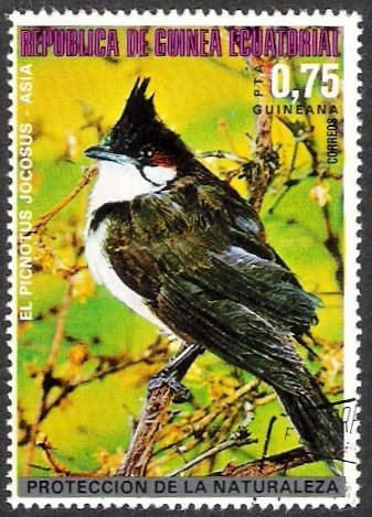 Red-whiskered Bulbul (Pycnonotus jocosus)