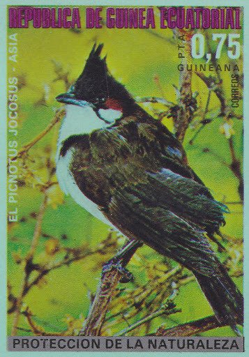 Red-whiskered Bulbul (Pycnonotus jocosus)