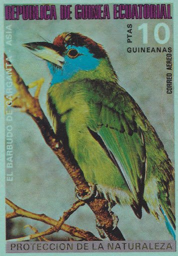 Blue-throated Barbet (Psilopogon asiaticus rubescens)