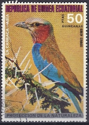 Indian Roller (Coracias benghalensis)