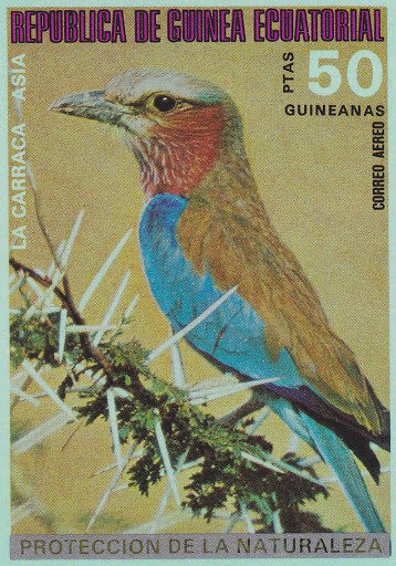 Indian Roller (Coracias benghalensis)