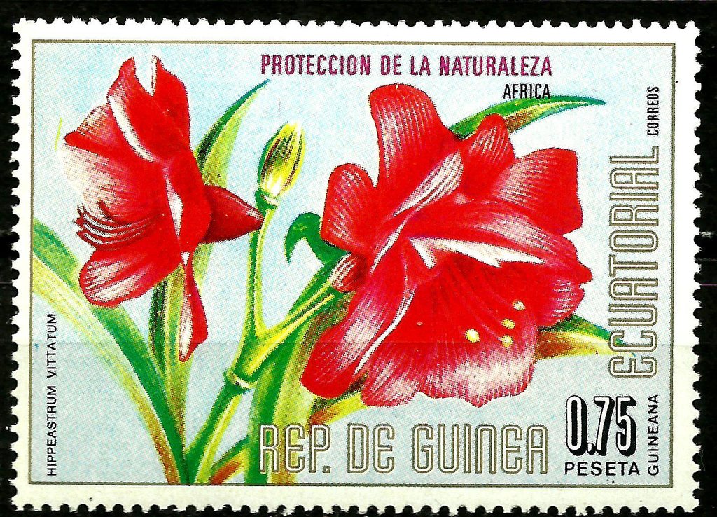 Hippeastrum vittatum