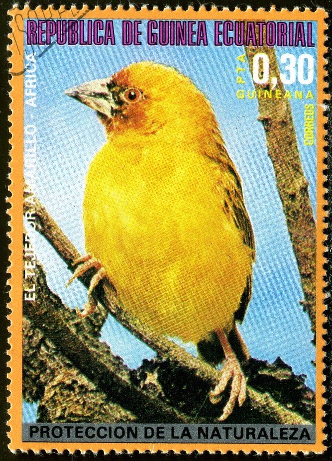 Holubs's Golden Weaver (Textor xanthops) 