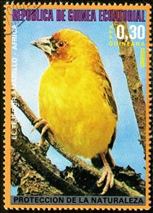 Stamp, Holubs's Golden Weaver (Textor xanthops) , Equatorial Guinea,  , Birds, Animals (Fauna)
